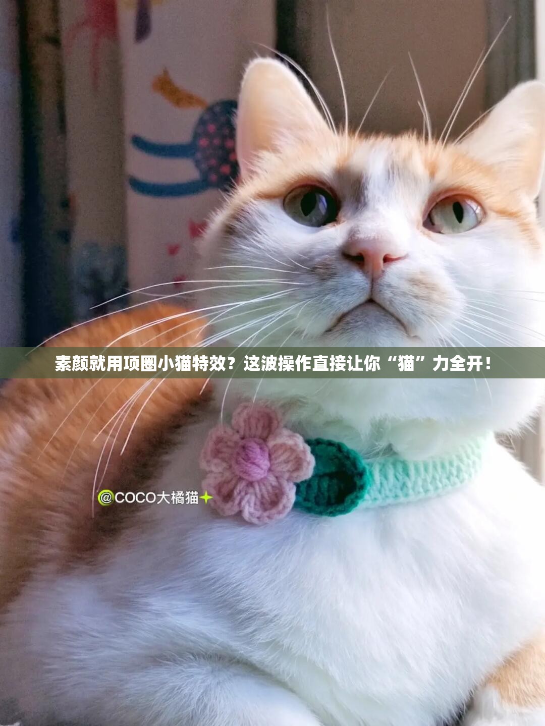 素颜就用项圈小猫特效